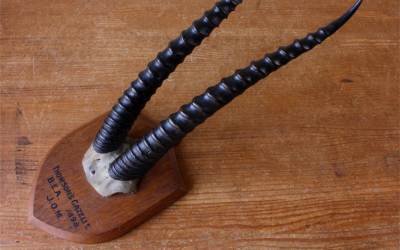 Antique Thomsons Gazelle Horns