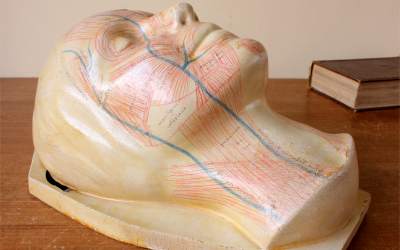 Masque Etude Anatomical Face