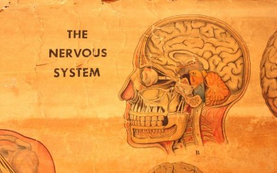 Nervous System Chart