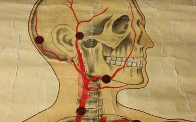 Vintage Human Anatomy Chart