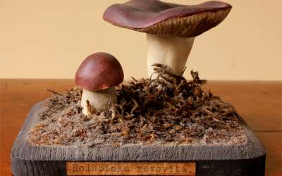 Vintage Mushroom Teaching Aid